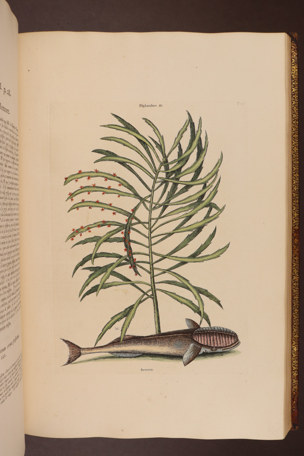 Plate 26